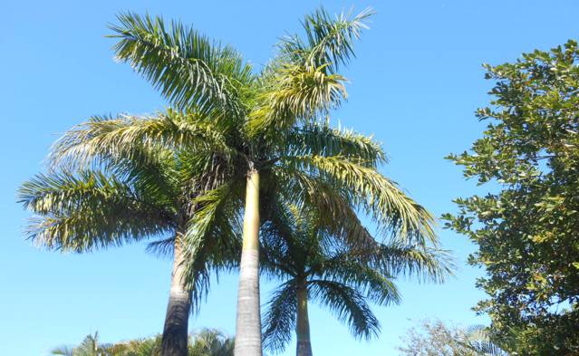 Pine Island Real Estate